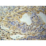 Immunohistochemistry - GFAP Antibody from Signalway Antibody (32033) - Antibodies.com