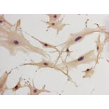 Immunohistochemistry - GFAP Antibody from Signalway Antibody (32033) - Antibodies.com