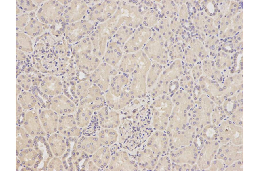 Immunohistochemistry - GFAP Antibody from Signalway Antibody (32033) - Antibodies.com