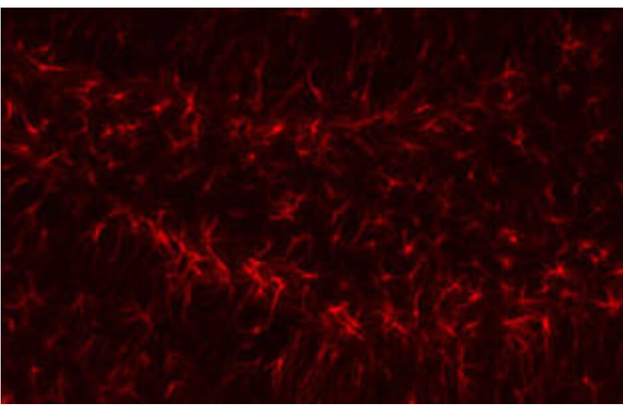 Immunofluorescence - GFAP Antibody from Signalway Antibody (32033) - Antibodies.com