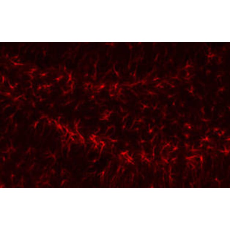 Immunofluorescence - GFAP Antibody from Signalway Antibody (32033) - Antibodies.com