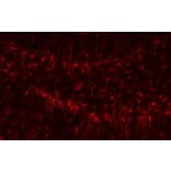 Immunofluorescence - GFAP Antibody from Signalway Antibody (32033) - Antibodies.com