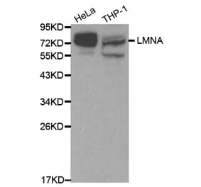 Western blot - LMNA Antibody from Signalway Antibody (32042) - Antibodies.com