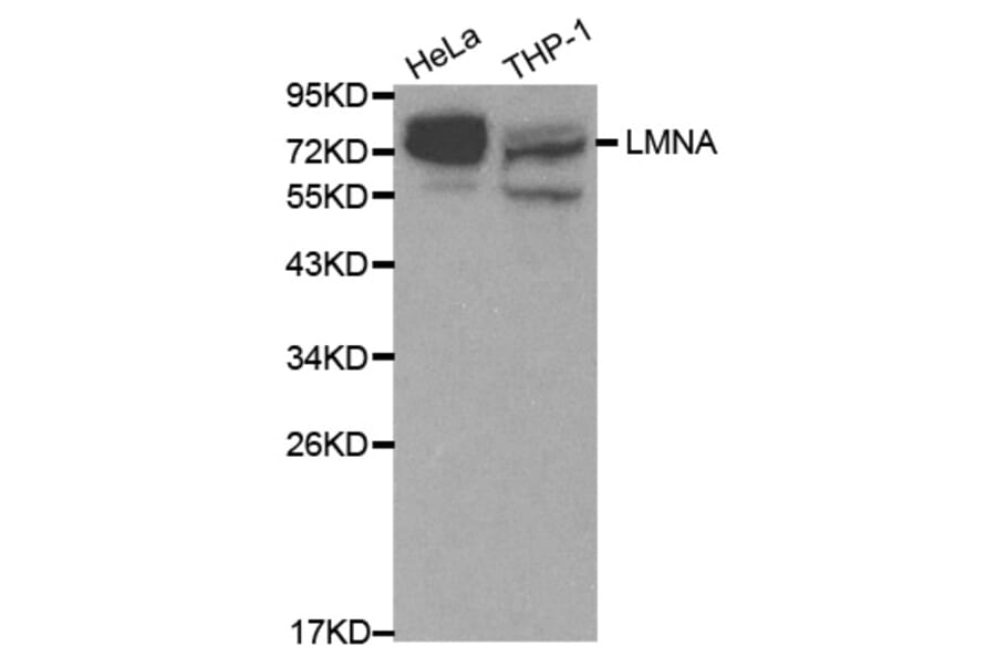 Western blot - LMNA Antibody from Signalway Antibody (32042) - Antibodies.com