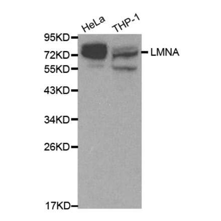 Western blot - LMNA Antibody from Signalway Antibody (32042) - Antibodies.com