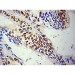 Immunohistochemistry - LMNA Antibody from Signalway Antibody (32042) - Antibodies.com