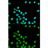 Immunofluorescence - LMNA Antibody from Signalway Antibody (32042) - Antibodies.com