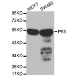 Western blot - TP53 Antibody from Signalway Antibody (32051) - Antibodies.com