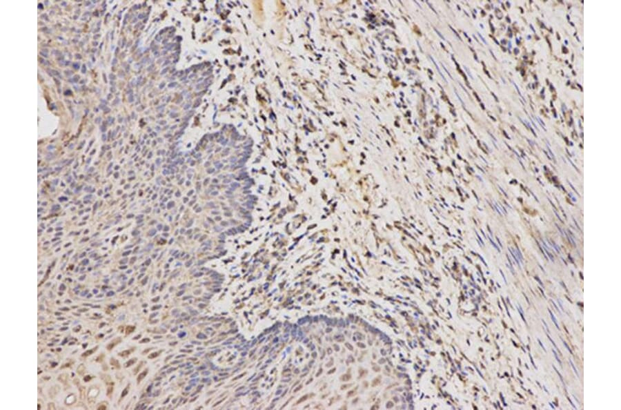 Immunohistochemistry - RARA Antibody from Signalway Antibody (32074) - Antibodies.com