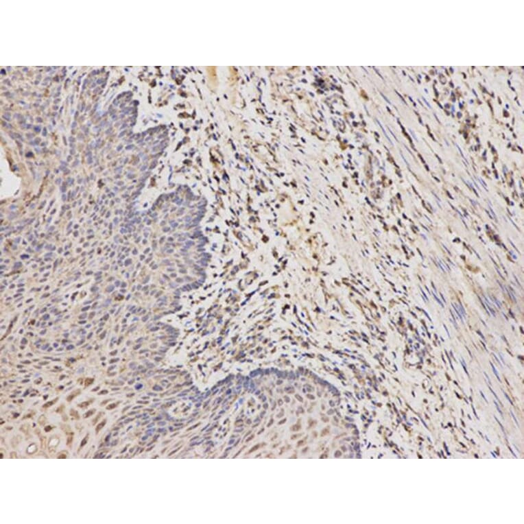 Immunohistochemistry - RARA Antibody from Signalway Antibody (32074) - Antibodies.com