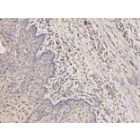 Immunohistochemistry - RARA Antibody from Signalway Antibody (32074) - Antibodies.com
