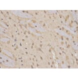 Immunohistochemistry - RARA Antibody from Signalway Antibody (32074) - Antibodies.com