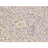 Immunohistochemistry - RARA Antibody from Signalway Antibody (32074) - Antibodies.com