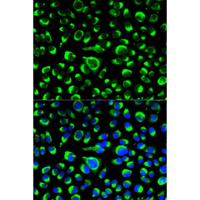 Immunofluorescence - P4HB Antibody from Signalway Antibody (32085) - Antibodies.com