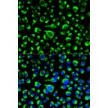 Immunofluorescence - P4HB Antibody from Signalway Antibody (32085) - Antibodies.com