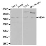 Western blot - NEK8 Antibody from Signalway Antibody (32109) - Antibodies.com