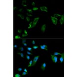 Immunofluorescence - NEK8 Antibody from Signalway Antibody (32109) - Antibodies.com