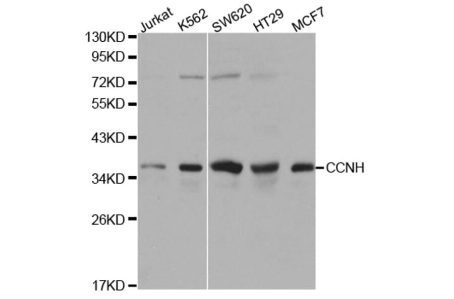 Western blot - CCNH Antibody from Signalway Antibody (32116) - Antibodies.com