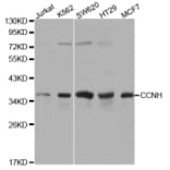 Western blot - CCNH Antibody from Signalway Antibody (32116) - Antibodies.com