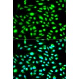 Immunofluorescence - CCNH Antibody from Signalway Antibody (32116) - Antibodies.com