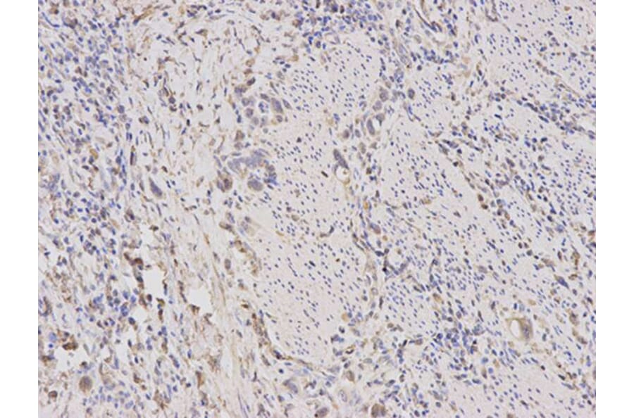 Immunohistochemistry - TLR1 Antibody from Signalway Antibody (32117) - Antibodies.com