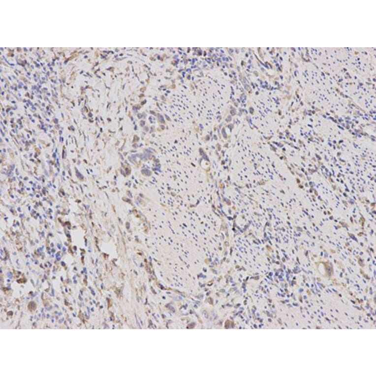 Immunohistochemistry - TLR1 Antibody from Signalway Antibody (32117) - Antibodies.com