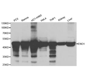 Western blot - ENO1 Antibody from Signalway Antibody (32128) - Antibodies.com