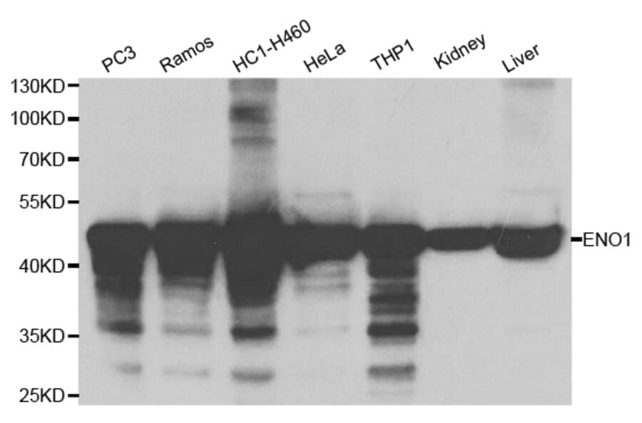 Western blot - ENO1 Antibody from Signalway Antibody (32128) - Antibodies.com