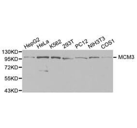 Western blot - MCM3 Antibody from Signalway Antibody (32137) - Antibodies.com