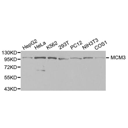 Western blot - MCM3 Antibody from Signalway Antibody (32137) - Antibodies.com
