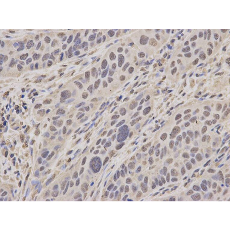 Immunohistochemistry - MCM3 Antibody from Signalway Antibody (32137) - Antibodies.com