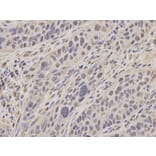 Immunohistochemistry - MCM3 Antibody from Signalway Antibody (32137) - Antibodies.com