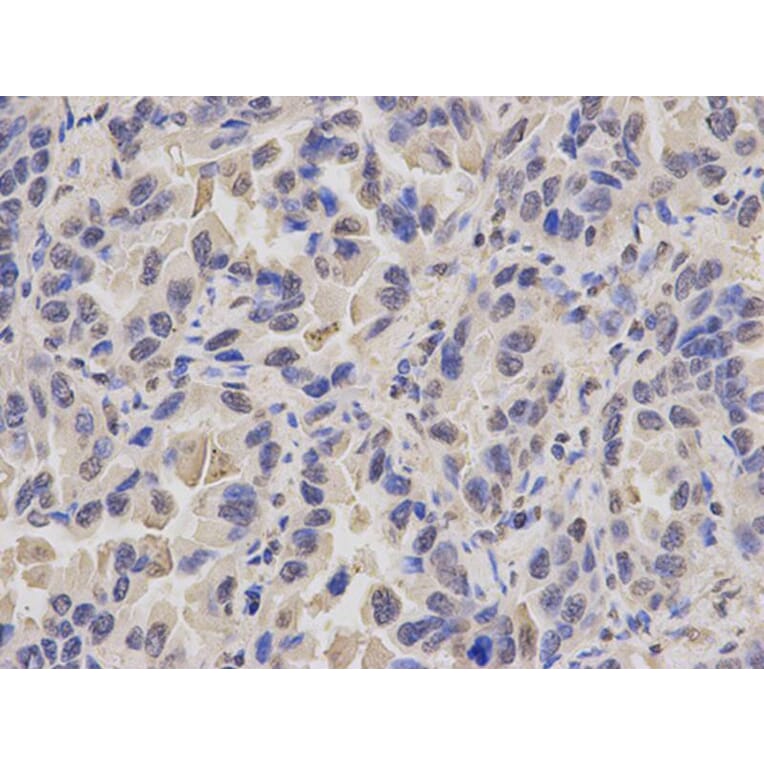 Immunohistochemistry - MCM3 Antibody from Signalway Antibody (32137) - Antibodies.com