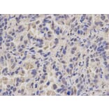 Immunohistochemistry - MCM3 Antibody from Signalway Antibody (32137) - Antibodies.com