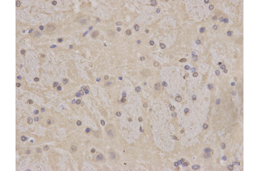 Immunohistochemistry - MCM3 Antibody from Signalway Antibody (32137) - Antibodies.com