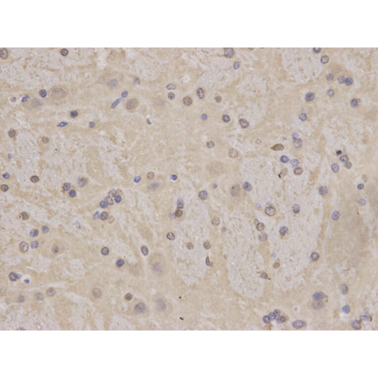 Immunohistochemistry - MCM3 Antibody from Signalway Antibody (32137) - Antibodies.com