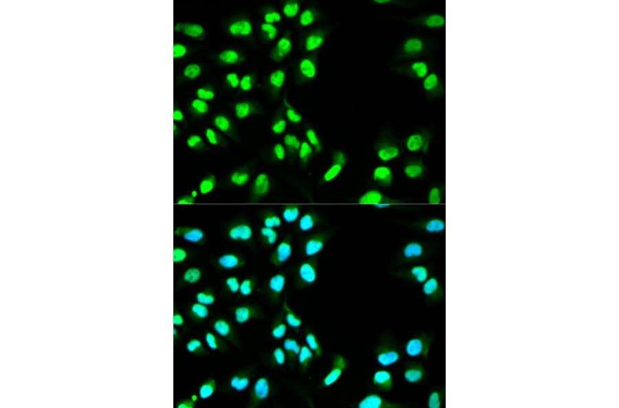 Immunofluorescence - MCM3 Antibody from Signalway Antibody (32137) - Antibodies.com