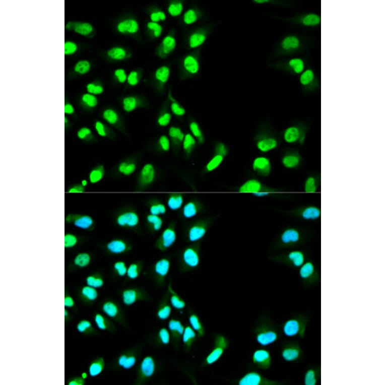 Immunofluorescence - MCM3 Antibody from Signalway Antibody (32137) - Antibodies.com