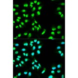 Immunofluorescence - MCM3 Antibody from Signalway Antibody (32137) - Antibodies.com