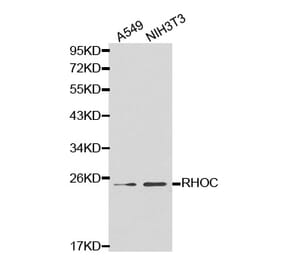 Western blot - RHOC Antibody from Signalway Antibody (32138) - Antibodies.com