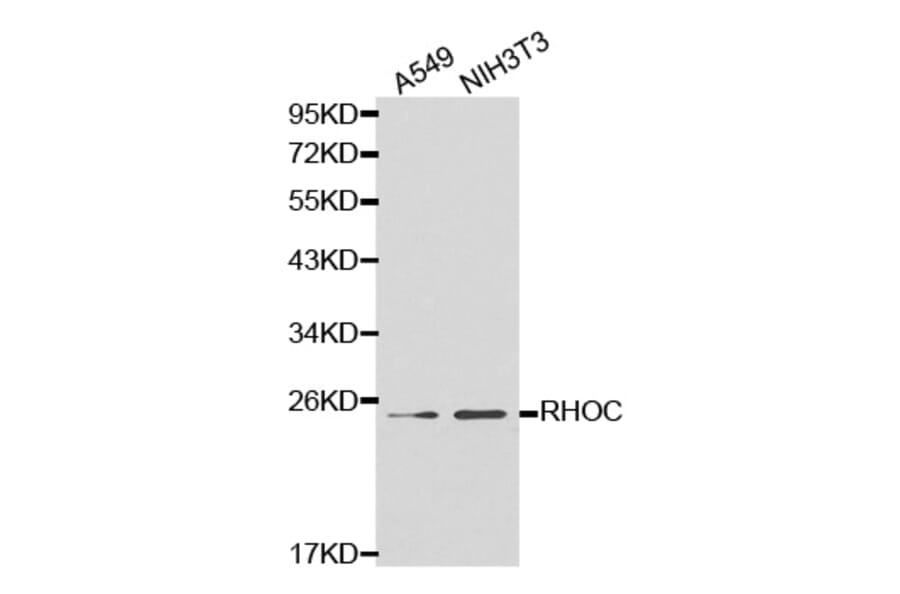 Western blot - RHOC Antibody from Signalway Antibody (32138) - Antibodies.com