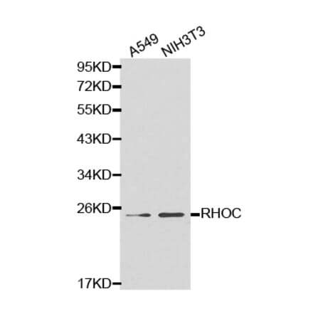 Western blot - RHOC Antibody from Signalway Antibody (32138) - Antibodies.com