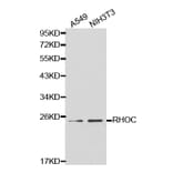 Western blot - RHOC Antibody from Signalway Antibody (32138) - Antibodies.com