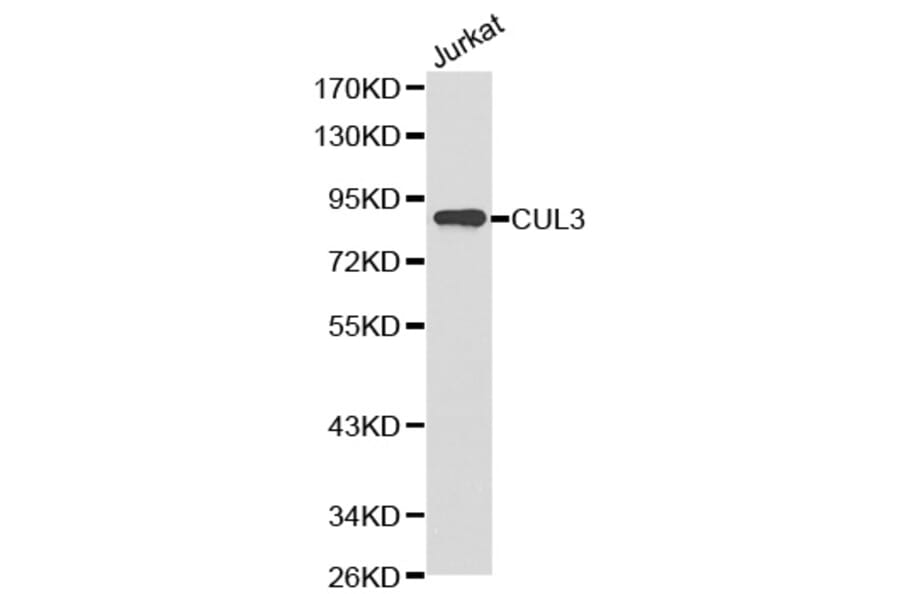Western blot - CUL3 Antibody from Signalway Antibody (32149) - Antibodies.com