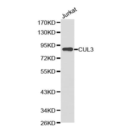 Western blot - CUL3 Antibody from Signalway Antibody (32149) - Antibodies.com