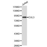 Western blot - CUL3 Antibody from Signalway Antibody (32149) - Antibodies.com