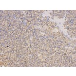 Immunohistochemistry - TYMP Antibody from Signalway Antibody (32154) - Antibodies.com