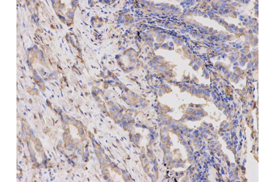 Immunohistochemistry - TYMP Antibody from Signalway Antibody (32154) - Antibodies.com
