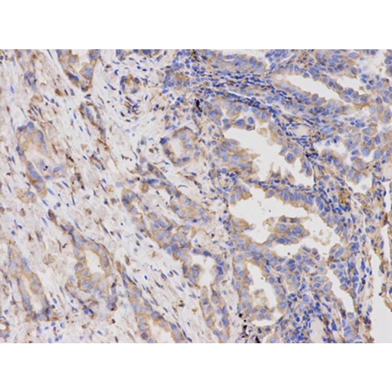 Immunohistochemistry - TYMP Antibody from Signalway Antibody (32154) - Antibodies.com
