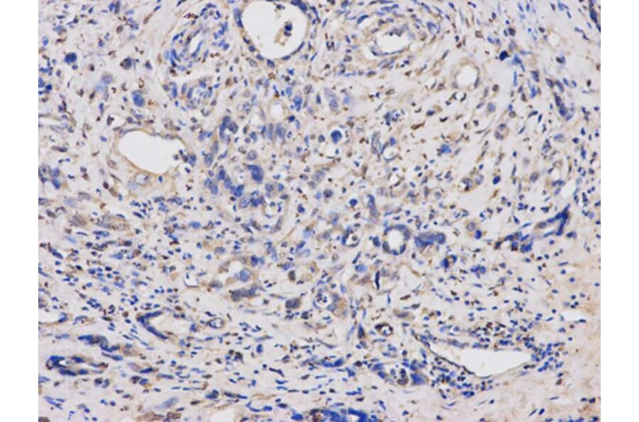 Immunohistochemistry - TYMP Antibody from Signalway Antibody (32154) - Antibodies.com